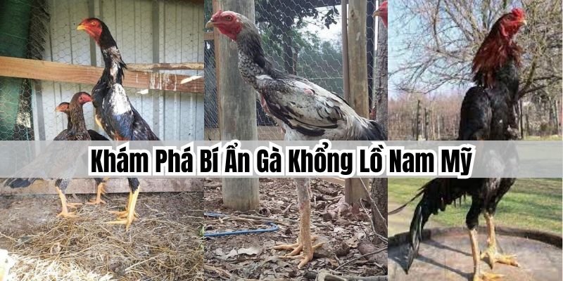 Lịch Sử và Nguồn Gốc Của Gà Khổng Lồ Nam Mỹ