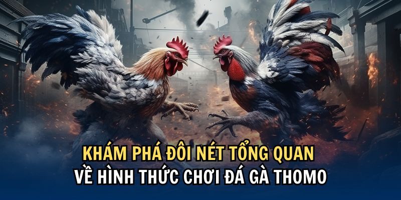 Lý Do Tạo Nên Sức Hấp Dẫn Của Đá Gà Thomo