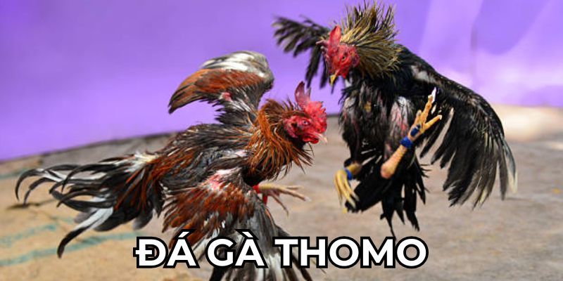 Đặc Điểm Của Một Trận Đá Gà Thomo